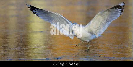 Gemeinsamen Gull (Larus Canus) in nicht-Zucht-Gefieder, die Landung auf dem Eis. Stockfoto