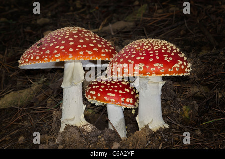 Fliegenpilz (Amanita Muscaria) Stockfoto