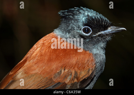 African Paradise Flycatcher Terpsiphone Viridis, Äthiopien Stockfoto