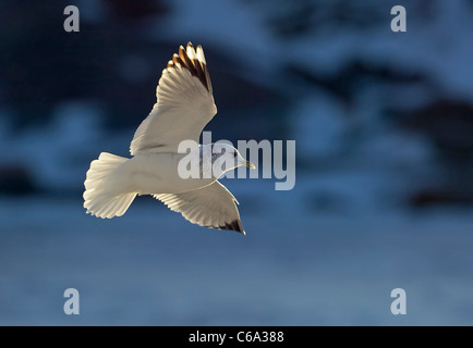 Gemeinsamen Gull (Larus Canus) in nicht-Zucht Gefieder im Flug. Stockfoto