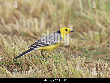 Citrin Bachstelze (Motacilla Citreola). Männliche stehende Gras. Stockfoto