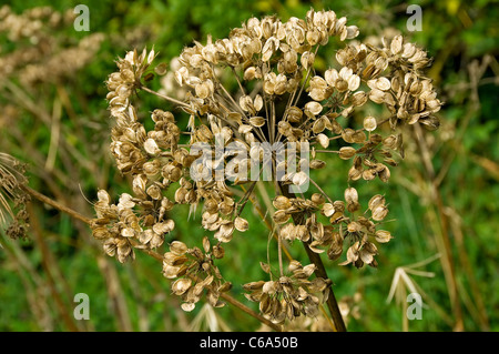 Kuh Petersilie Nahaufnahme Samen Köpfe Saatkopf (anthriscus sylvestris) Im Sommer England GB Vereinigtes Königreich GB Großbritannien Stockfoto