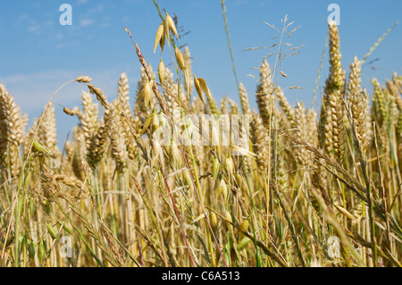 Nahaufnahme von Weizen und Hafer, die in einem Bauern wachsen Feld Sommer Ernte Kulturen gegen blauen Himmel North Yorkshire England Großbritannien Großbritannien GB Großbritannien Stockfoto