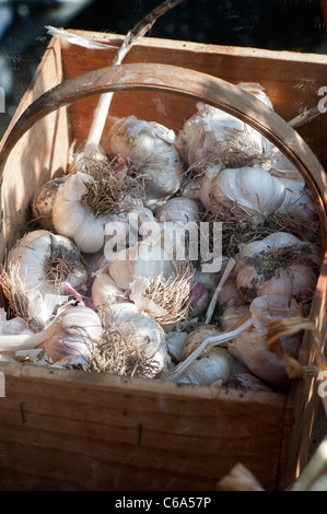 Knoblauch Zwiebeln in einem hölzernen trug. Großbritannien Stockfoto