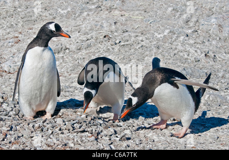 Gentoo Penguins (Pygoscelis Papua), Gonzalez Videla chilenischen Base, antarktische Halbinsel Stockfoto