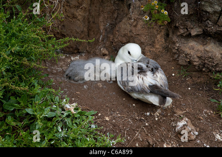 Fulmarus Cyclopoida - trauernde in der Nähe von seiner toten Küken Stockfoto