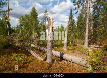 Sturmschäden im Taiga-Wald, verursacht durch starke Winde, Finnland Stockfoto