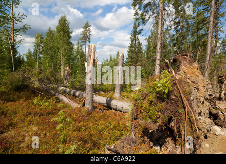 Starke Winde Sturmschäden im Taiga-Wald . Entwurzelte und gerippte Fichten ( picea abies ) , Finnland Stockfoto