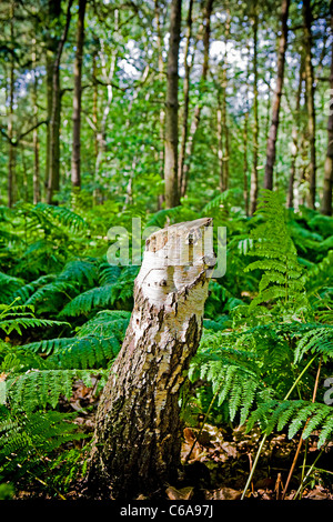 Gesägt, Baumstumpf in der Mitte eines Waldes und umgeben von Farnen Stockfoto