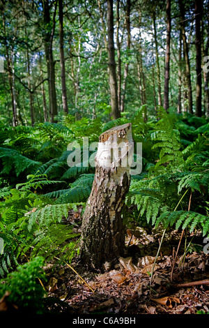 Gesägt, Baumstumpf in der Mitte eines Waldes und umgeben von Farnen Stockfoto