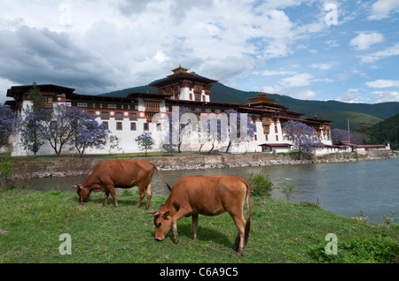 Blick auf den Dzong in Punakha. Bhutan Stockfoto