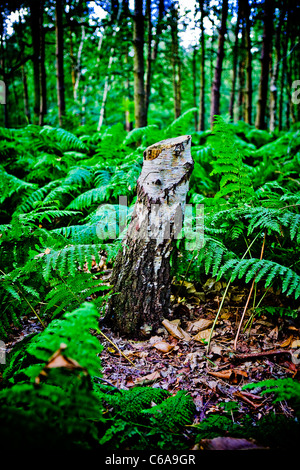 Gesägt, Baumstumpf in der Mitte eines Waldes und umgeben von Farnen Stockfoto