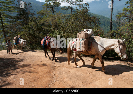 Auf dem Trail führt zu Taktshang Goemba nisten Tiger. Paro-Tal. Bhutan Stockfoto