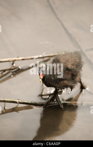 Teichhuhn-Küken, Gallinula Chloropus, an Slimbridge WWT in Gloucestershire Stockfoto