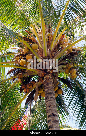 Coconut Tree Polynesian Cultural Center Laie Honolulu Hawaii Oahu Pazifik Stockfoto