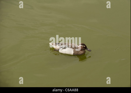 Männliche Garganey, Anas Querquedula, an Slimbridge WWT in Gloucestershire Stockfoto