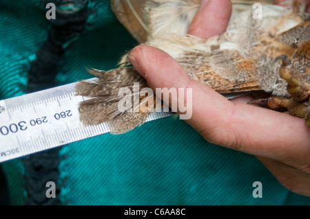 Schleiereule beim Klingeln Prozess Stockfoto