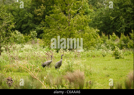 Gemeinsame oder eurasische Kraniche Grus Grus an Slimbridge WWT in Gloucestershire, Vereinigtes Königreich Stockfoto