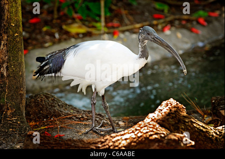 Lowry Park Zoo St. Petersburg Florida Sacred Ibis Stockfoto