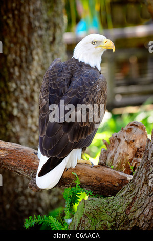 Lowry Park Zoo St. Petersburg Florida südlichen Weißkopf-Seeadler Stockfoto
