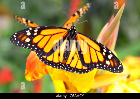 Monarchfalter (Danaus Plexippus) auf Blume Nahaufnahme Stockfoto