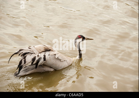 Gemeinsame oder eurasische Kranich Grus Grus an Slimbridge WWT in Gloucestershire, Vereinigtes Königreich Stockfoto