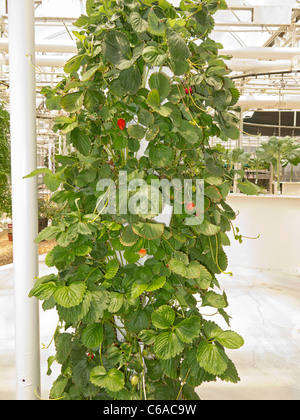 Erdbeeren wachsen hydroponisch in Disney World Leben mit The Land Attraktion im Land-Pavillon, Epcot, Florida Stockfoto