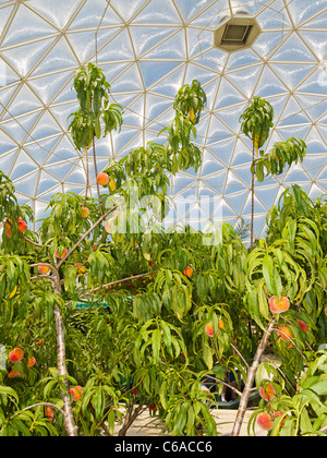 Pfirsiche wachsen auf Bäumen an Disneys Leben mit The Land Attraktion im Land Pavillon, Epcot, Disney World, Florida, USA Stockfoto