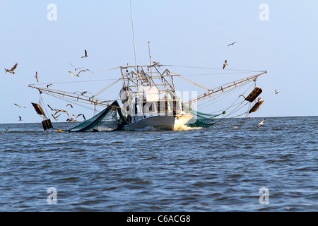 Garnelen Boot aus ein Tag der Fischerei, umgeben von hungrigen Möwen, Möwen Lachen genannt. Apalachicola Bay, Florida Stockfoto