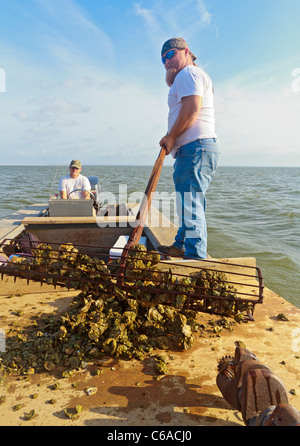 Arbeiten mit traditionellen Austernfischer zu ernten, Zangen und Körbe in Apalachicola Bay Stockfoto