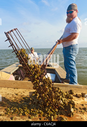 Arbeiten mit traditionellen Austernfischer zu ernten, Zangen und Körbe in Apalachicola Bay Stockfoto
