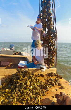 Arbeiten mit traditionellen Austernfischer zu ernten, Zangen und Körbe in Apalachicola Bay Stockfoto