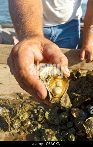 Nahaufnahme des frisch gefangenen Austernschale mit Baby Austern bilden. Stockfoto