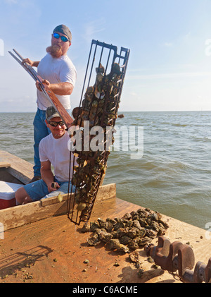 Arbeiten mit traditionellen Austernfischer zu ernten, Zangen und Körbe in Apalachicola Bay Stockfoto