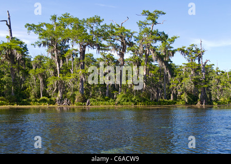 Kahle Zypresse Bäume entlang Wakulla River, Florida Stockfoto