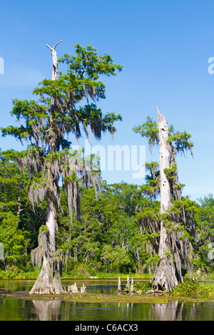 Kahle Zypresse Bäume mit Knie sichtbar entlang Wakulla River, Florida Stockfoto
