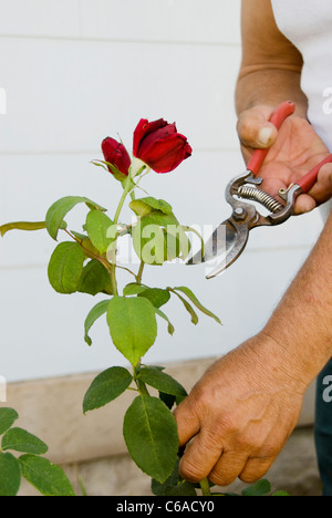 ROTE HOMBRE JARDIN JARDINERO CORTAR CORTANDO PLANTAS CUIDADO NATURALEZA FLORES VERANO TIJERAS MANOS TRABAJADOR PASATIEMPO HOBBY MITARBEITER ROJO PETALOS AUTSCH Stockfoto