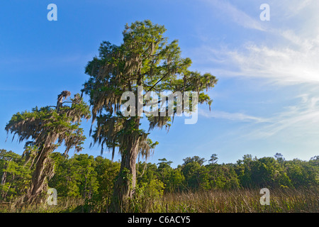 Kahle Zypresse (Taxodium Distichum) entlang des Flusses Wakulla im Wakulla Springs State Park Stockfoto