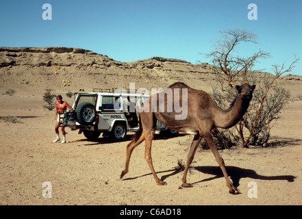 Begegnung mit einem Kamel im „Fossil Valley“ außerhalb von Buraimi, dem Sultanat von Oman. Buraimi bildet eine Partnerstadt mit Al Ain im Emirat Abu Dhabi, VAE. (1984) Stockfoto