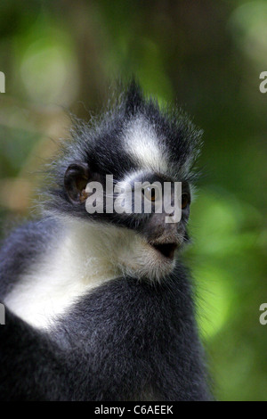 Thomas Leaf Monkey im Gunung Leuser National Park. Stockfoto