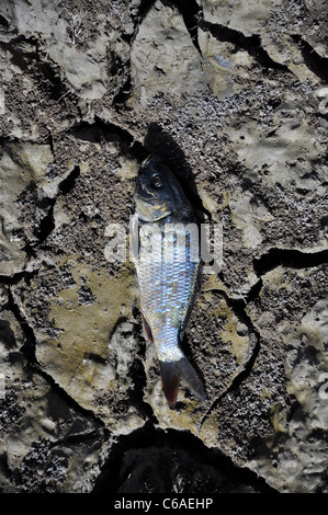 Tote Fische aufgrund einer Dürre im Flussbett. Stockfoto