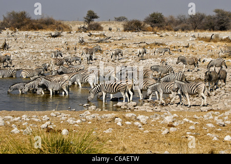 Zebras am Wasserloch, Okaukuejo, Etosha NP, Namibia zu trinken Stockfoto