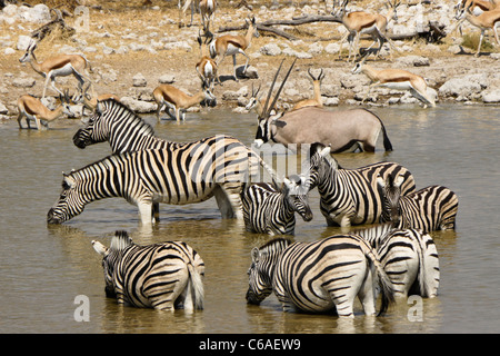 Zebras, Oryx und Springböcke trinken am Wasserloch, Okaukuejo, Etosha NP, Namibia Stockfoto