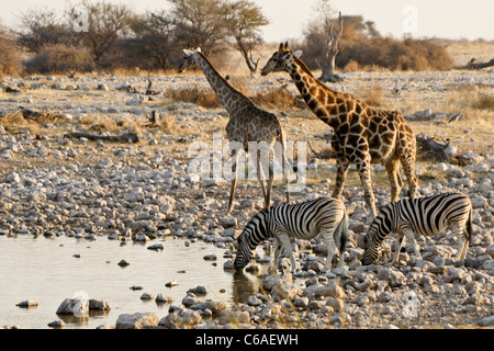 Giraffen und Zebras trinken am Wasserloch, Okaukuejo, Etosha NP, Namibia Stockfoto