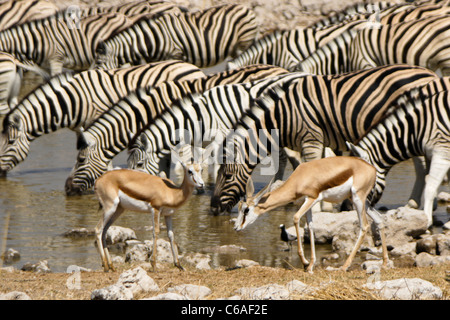 Zebras und Springböcke am Wasserloch, Okaukuejo, Etosha NP, Namibia Stockfoto