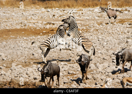 Zebras kämpfen, Gemsbock, Gnus, Okaukuejo, Etosha NP, Namibia Stockfoto