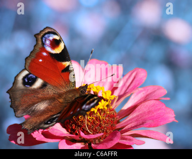 Schmetterling (Europäische Pfau) sitzt auf der Blume (Zinnia) Stockfoto