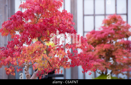 Acer Palmatum. Bonsai-japanische Ahorn-Baum im RHS Wisley Gardens. Herbstfärbung Stockfoto