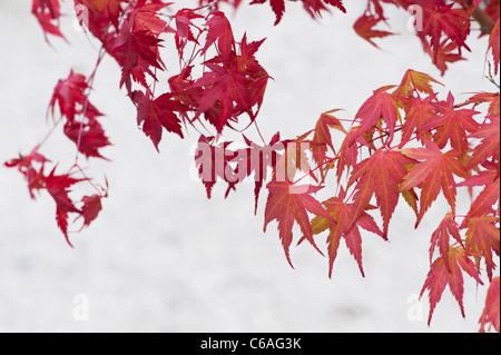 Acer Palmatum. Bonsai-japanische Ahorn-Baum gegen hellen Hintergrund. Herbstfärbung Stockfoto