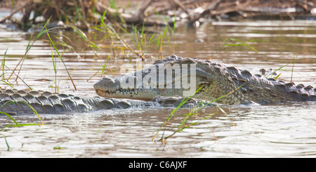 Krokodile am Lake Chamo in der Nähe von Arba Minch am Omo-Tal, Südliches Äthiopien, Afrika. Stockfoto